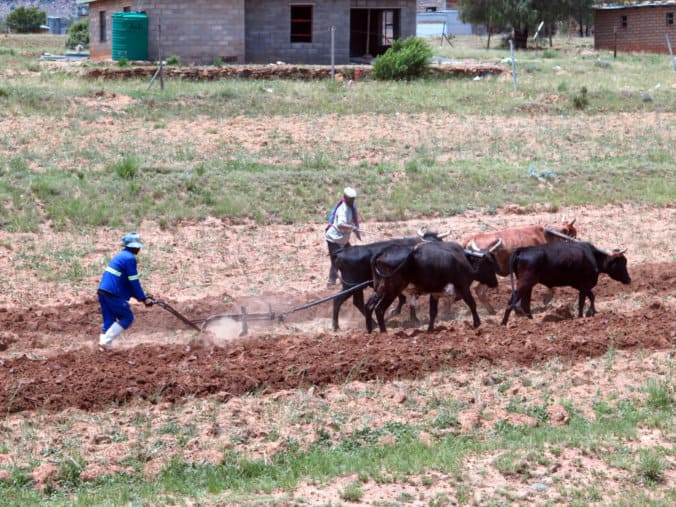 lesotho-leg-11-073